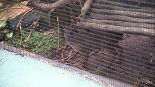 Duiker Antelope Recinto Zoológico Sul Africano Tiro Lento Contínuo — Vídeo de Stock