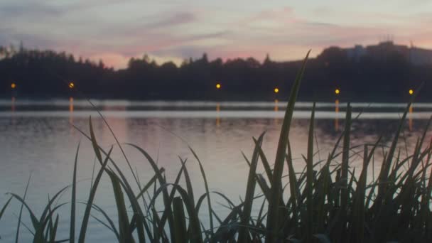 Grass Stalks Shore Natural Lake Colorful Sunset Background Static Close — Stock video