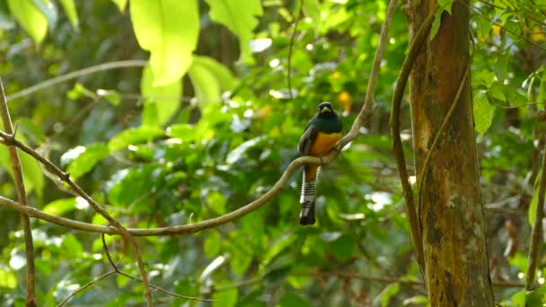 Echtzeit Aufnahmen Von Goldenen Blauen Und Schwarzen Tropischen Vögeln Die — Stockvideo