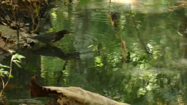 Exotische Groene Reiger Loopt Langzaam Een Watervijver Een Tropisch Panama — Stockvideo