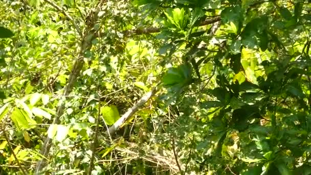 Scimmie Tamarin Geoffroy Che Arrampicano Saltano Attraverso Foresta Pluviale Della — Video Stock