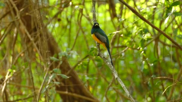 Imagens Tempo Real Belo Pássaro Tropical Azul Verde Amarelo Empoleirado — Vídeo de Stock