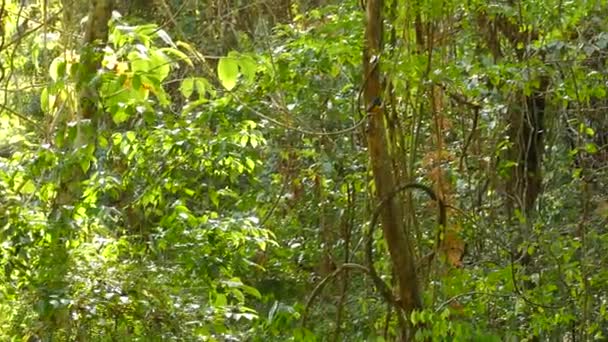 Πανηγυρική Πραγματικό Χρόνο Πλάνα Από Πλούσια Πράσινα Τροπικά Δάση Στον — Αρχείο Βίντεο