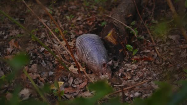 土と葉の間に9本の腕輪があり 食べ物を探しています — ストック動画