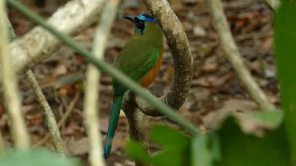 Warna Eksotis Biru Bermahkota Burung Mot Pada Cabang Pohon Hutan — Stok Video