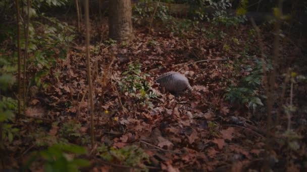 Een Gordeldier Met Negen Banden Gaat Door Het Bos Zoek — Stockvideo