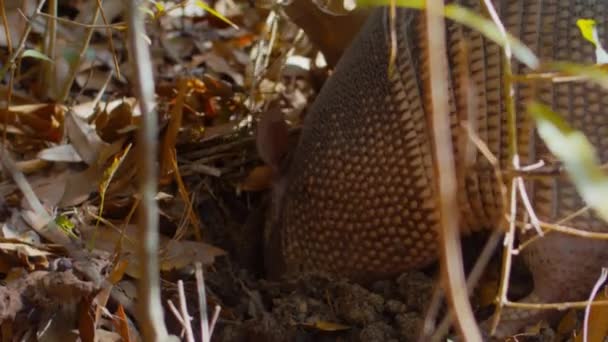 Een Negen Banded Gordeldier Rommelt Door Het Vuil Vertrekt Zoek — Stockvideo