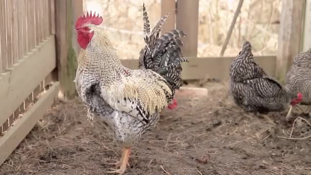 囲いの外の柵の中に鶏とカクテルの写真 — ストック動画