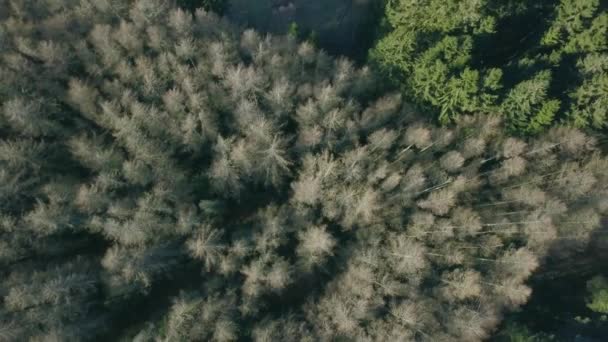 Martwy Zdrowy Nordycki Dron Leśny Strzał — Wideo stockowe
