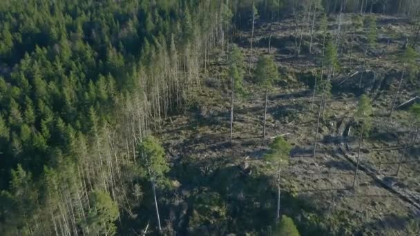 Sağlıklı Ormanla Açık Kesim Arasındaki Uçurum Atışı — Stok video