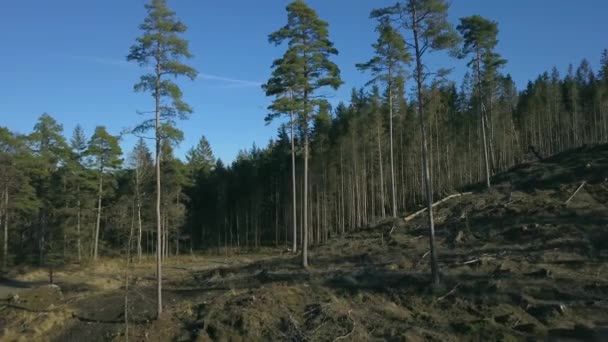 Wysokie Sosny Nasionami Przezroczystym Obszarze Leśnym — Wideo stockowe