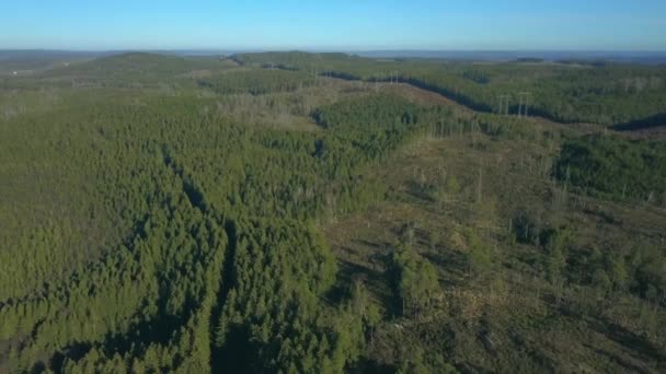Nordic Forest Clearcutting Deforestation Filmed Drone Descend — Stok video