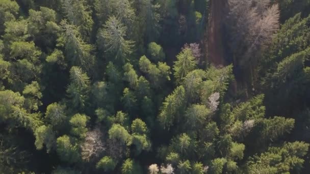 Drone Shot Spruce Forest Deforested Area Sunshine — Wideo stockowe