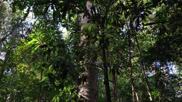 Hermosa Vegetación Dosel Selva Espesa Exuberante Selva Tropical Copas Árboles — Vídeos de Stock