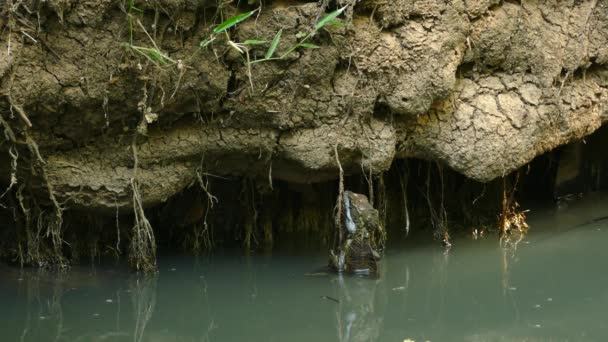Suya Düşen Genel Basilisk Panama Yağmur Ormanları Tropikal Vahşi Yaşam — Stok video