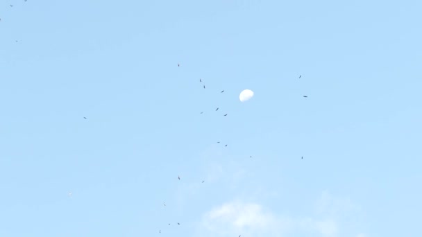 Rebanho Papagaios Falcões Abutres Circulando Alto Céu Azul Com Fundo — Vídeo de Stock
