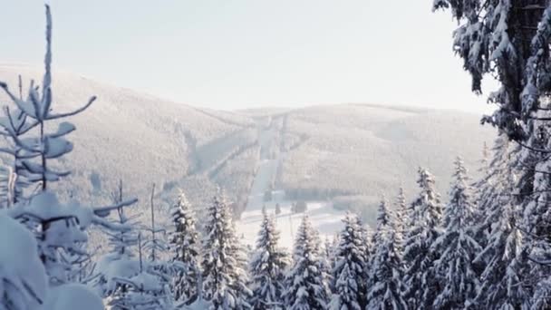 晴れた日には冬の雪景色に美しい雪の松の木 登山家チェコ山脈をハイキング ワイドショット — ストック動画