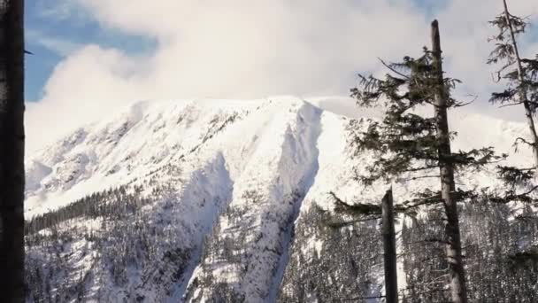 在寒冷的冬日里 雪盖着巨大的高山 被阳光照射着 在高大的冷杉树的前面 宽的全景射击 — 图库视频影像