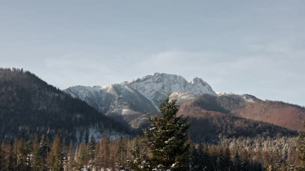 Wysoki Wiecznie Zielony Wierzchołek Sosny Oszałamiającą Górą Jako Tło Antena — Wideo stockowe