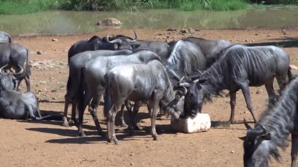 Confusion Wildebeest Feeding Mineral Lick Plan Moyen — Video