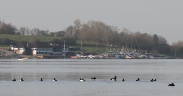 Tufted Ducks Birds Draycote Water Warwickshire Spring 2021 — Stock Video