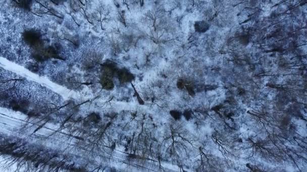 Vue Oiseau Neige Couverte Hiver Anglais Woodland Deciduous Overhead — Video