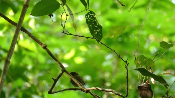 Burung Betina Megah Lance Ekor Manakin Lingkungan Hutan Hijau — Stok Video