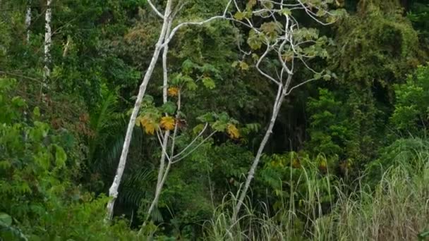 Árboles Bosque Pedestal Arriba — Vídeo de stock
