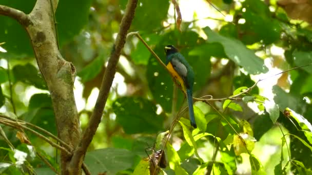 Low Angle Colorful Bird Perched Tree Branch Static Shot — Stock Video