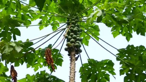在巴拿马热带森林里 一只五彩斑斓的小鸟在一棵木瓜树上觅食 它在风中飞舞 — 图库视频影像
