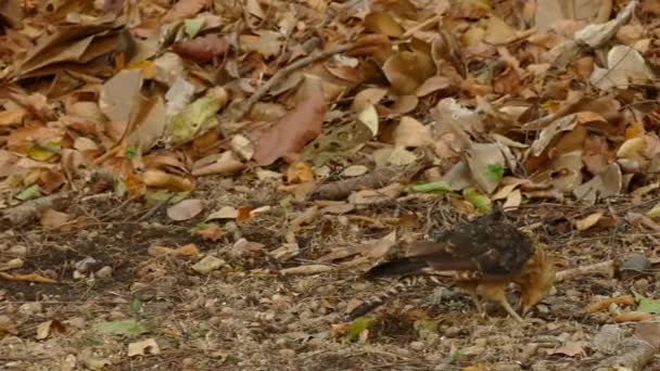 Bird Prey Beak Deformation Eating Ground Panama Tropical Forest — Stock Video
