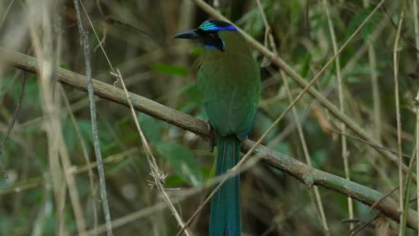 Motmot Pássaro Escondido Grama Olhando Redor Vista Perto — Vídeo de Stock