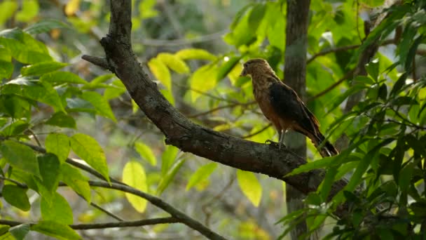 Pássaro Rapina Com Deformação Bico Voando Galho Árvore Uma Floresta — Vídeo de Stock