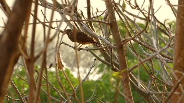雄伟的Chimango Caracara鸟寻找小树枝上的猎物 — 图库视频影像