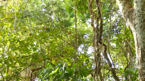 Trogon Tropische Vogel Panama Jungle Boomtop — Stockvideo