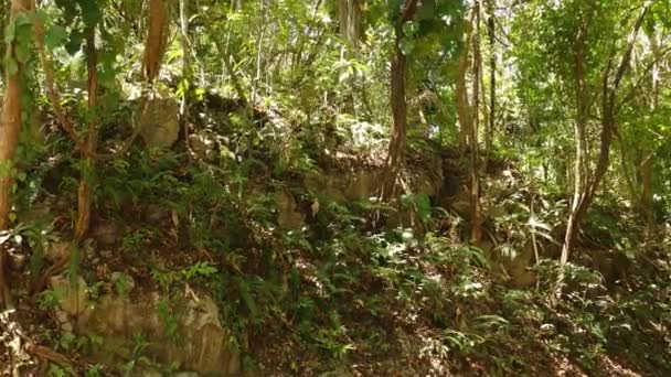 Hillside Lummig Tropisk Skog Dolly Det Vilda Konceptet — Stockvideo