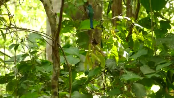 Majestic Motmot Pássaro Com Cauda Longa Ramo Floresta Folhas Largas — Vídeo de Stock