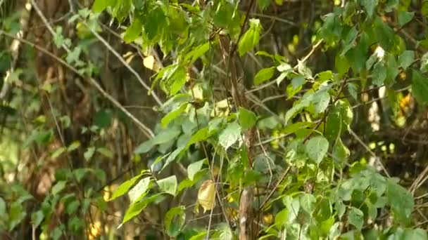 Pássaro Pequeno Colorido Voando Através Galhos Árvores Uma Floresta Tropical — Vídeo de Stock