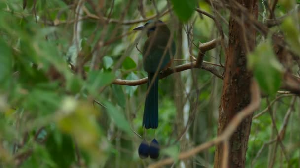 Bakåt Broad Billed Motmot Fågel Trädgren Med Blå Stjärtfjädrar Statiskt — Stockvideo