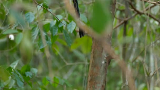 Ağaç Dalında Geniş Gagalı Motmot Kuşu Yayalar Yukarı — Stok video