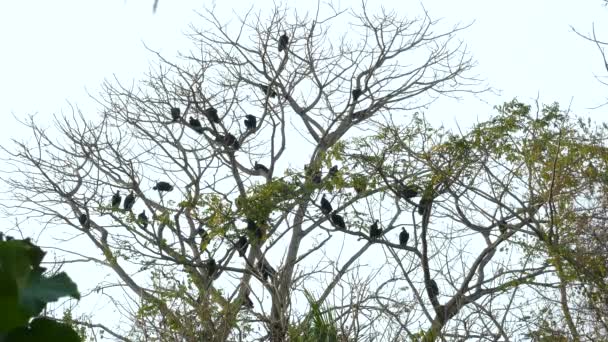 Magnifici Molti Uccelli Cormorani Sulla Cima Dell Albero Una Bella — Video Stock