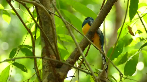 Siyah Boğazlı Trogon Kuşu Ağaç Yapraklarının Arasına Tünemiş Sarı Mavi — Stok video
