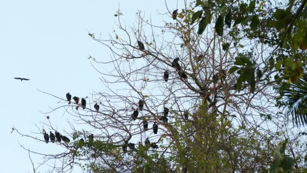Schwarm Schwarzer Vögel Auf Ästen Einem Sonnigen Tag — Stockvideo