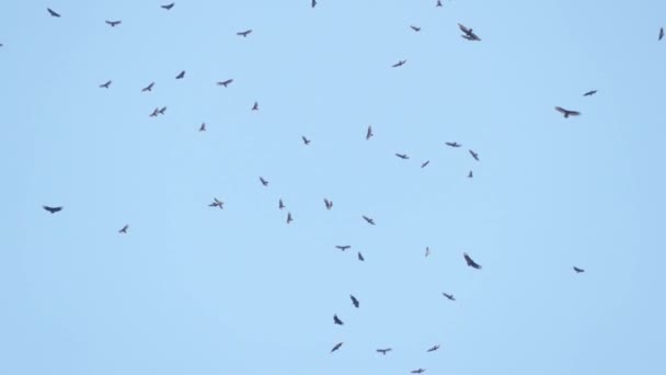 Enorme Bandada Aves Volando Aire Disparo Bajo Ángulo Aves Contra — Vídeo de stock