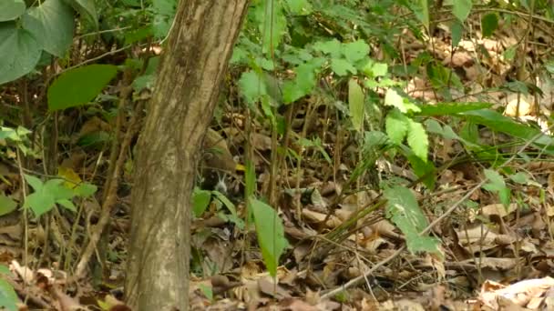 コアティは中央アメリカの熱帯雨林で食べ物を探しています — ストック動画