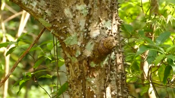 Árbol Ceiba Chorisia Speciosa Pedestal Arriba — Vídeos de Stock