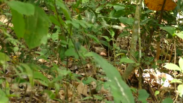 Coati Marche Travers Jungle Forêt Tropicale Amérique Centrale — Video