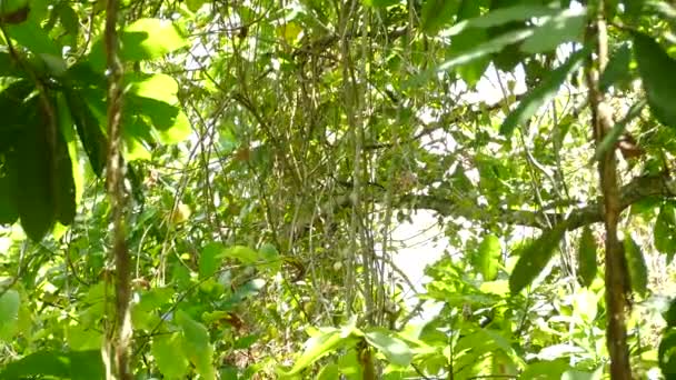 Přibližování Osamělou Opici Lezení Stromě — Stock video