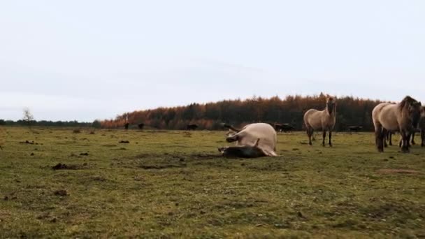 Pferd Wälzt Sich Gras — Stockvideo