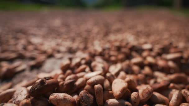 Dry Cocoa Beans Close Cinematic Slow Motion Congo Africa — Stock Video